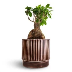 Ficus Ginseng - Indian Laurel -Plants Sale Store Ficus Ginseng Indian Laurel 17x40cm Nella Plant Pot Coffee 21x19cm