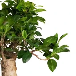 Ficus Ginseng - Indian Laurel -Plants Sale Store Ficus Ginseng Indian Laurel 22x45cm