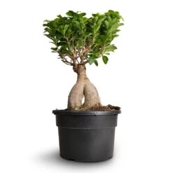 Ficus Ginseng - Indian Laurel -Plants Sale Store Ficus Ginseng Indian Laurel 22x45cm 3