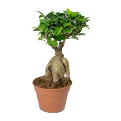 Ficus Ginseng - Indian Laurel -Plants Sale Store Ficus Ginseng Indian Laurel 40cm
