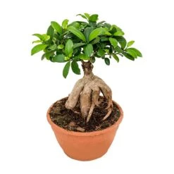 Ficus Ginseng - Indian Laurel -Plants Sale Store Ficus Ginseng Indian Laurel Large