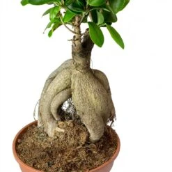 Ficus Ginseng - Indian Laurel -Plants Sale Store Ficus Ginseng Indian Laurel Roots 40cm