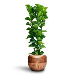 Ficus Lyrata Bambino - HydroCare -Plants Sale Store Ficus Lyrata Bambino Hydroculture Opus Raw Couple Planter Gold