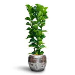 Ficus Lyrata Bambino - HydroCare -Plants Sale Store Ficus Lyrata Bambino Hydroculture Opus Raw Couple Planter Silver 7a6929b9 dfe9 4175 8903 aed6a2e09fb4