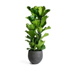 Ficus Lyrata - Fiddle Leaf Fig -Plants Sale Store Ficus Lyrata Mini Orb Black Washed