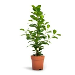 Ficus Moclame - Indian Laurel 18 Ficus Moclame - Indian Laurel -Plants Sale Store Ficus Moclame Indian Laurel 17x70cm
