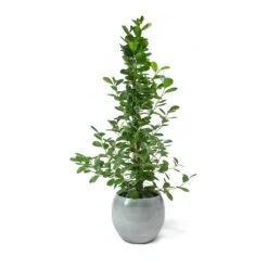 Ficus Moclame - Indian Laurel 20 Ficus Moclame - Indian Laurel -Plants Sale Store Ficus Moclame Indian Laurel Cresta Ice Blue Plant Pot