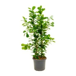 Ficus Moclame - Indian Laurel 15 Ficus Moclame - Indian Laurel -Plants Sale Store Ficus Moclame Indian Laurel Large