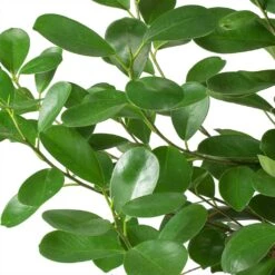 Ficus Moclame - HydroCare -Plants Sale Store Ficus Moclame Indian Laurel Leaves 630302b3 ccff 4798 a787 2488bd97b544