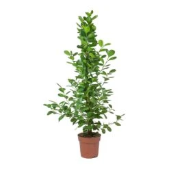 Ficus Moclame - Indian Laurel 14 Ficus Moclame - Indian Laurel -Plants Sale Store Ficus Moclame Indian Laurel Small Tuft