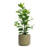 Ficus Moclame - Indian Laurel -Plants Sale Store Ficus Moclame Indian Laurel Thies Plant Pot Olive Green 831a138b 78aa 43d7 8932 eec7ffd9d6e8