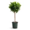 Ficus Moclame - Indian Laurel - Straight Stem -Plants Sale Store Ficus Moclame Indian Laurel Tree Straight Stem
