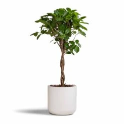 Ficus Moclame - Indian Laurel - Twisted Stem 22 Ficus Moclame - Indian Laurel - Twisted Stem -Plants Sale Store Ficus Moclame Indian Laurel Twisted Stem 17x70cm Lisbon Plant Pot White 19x19cm b77925c5 a395 4255 b618 3920187b6a1a