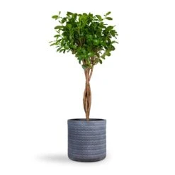 Angle Cylinder Plant Pot - Grey -Plants Sale Store Ficus Moclame Indian Laurel Twisted Stem 23x110cm Angle Cylinder Plant Pot Grey 30x30cm