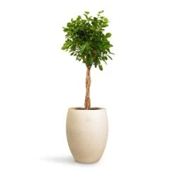 Grigio Tall Balloon Planter - Antique White Concrete 12 Grigio Tall Balloon Planter - Antique White Concrete -Plants Sale Store Ficus Moclame Indian Laurel Twisted Stem 23x110cm Grigio Tall Balloon Planter Antique White Concrete 40x50cm