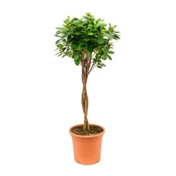 Ficus Moclame - Indian Laurel - Twisted Stem 27 Ficus Moclame - Indian Laurel - Twisted Stem -Plants Sale Store Ficus Moclame Indian Laurel Twisted Stem 26x95cm