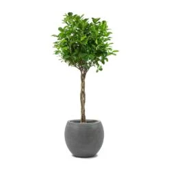 Abby Ball Plant Pot - Ridged Dark Grey -Plants Sale Store Ficus Moclame Indian Laurel Twisted Stem Abby Ball Plant Pot Ridged Dark Grey 4018ef54 acce 4998 8bb3 fc477060d8a3