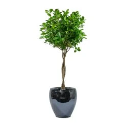 Ficus Moclame - Indian Laurel - Twisted Stem 24 Ficus Moclame - Indian Laurel - Twisted Stem -Plants Sale Store Ficus Moclame Indian Laurel Twisted Stem Amora Plant Pot Anthracite Mirror