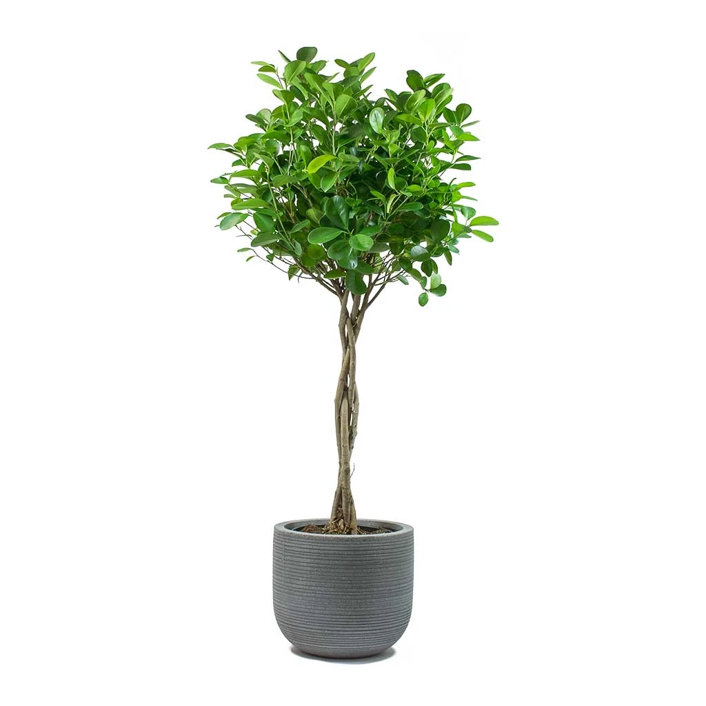 Ficus Moclame - Indian Laurel - Twisted Stem 13 Ficus Moclame - Indian Laurel - Twisted Stem - Image 11