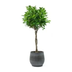 Ficus Moclame - Indian Laurel - Twisted Stem 28 Ficus Moclame - Indian Laurel - Twisted Stem -Plants Sale Store Ficus Moclame Indian Laurel Twisted Stem Esra Mystic Grey Plant Pot