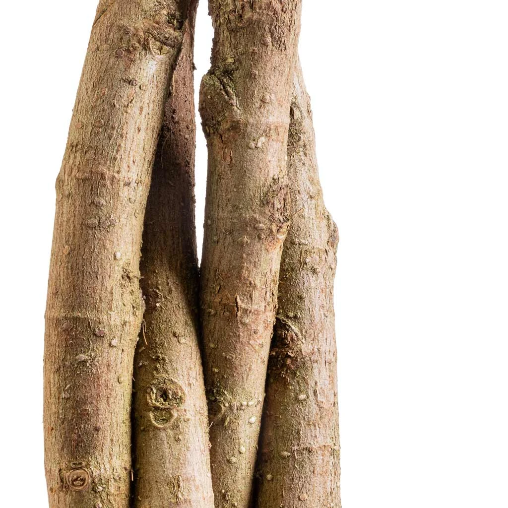 Ficus Moclame - Indian Laurel - Twisted Stem 4 Ficus Moclame - Indian Laurel - Twisted Stem - Image 2