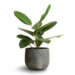 Ficus Benghalensis Audrey - Bengal Fig -Plants Sale Store Ficus benghalensis Audrey Bengal Fig 14x35cm Feico Plant Pot Metal Black 19x14cm 0ab7e8e4 7226 4ed0 8aa2 7ce399891eb8
