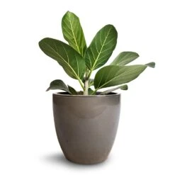 Ficus Benghalensis Audrey - Bengal Fig -Plants Sale Store Ficus benghalensis Audrey Bengal Fig 17x50cm Sven Plant Pot Smoke 20x19cm 520eab9b df2f 4089 939f 86a79f961051