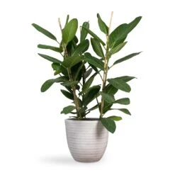 Ficus Benghalensis Audrey - Bengal Fig -Plants Sale Store Ficus benghalensis Audrey Bengal Fig 24x100cm Angle Couple Plant Pot White 30x28cm