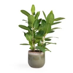 Tarra Plant Pot - Forest -Plants Sale Store Ficus benghalensis Audrey Bengal Fig 24x100cm Tarra Plant Pot Forest 29x25cm