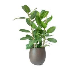 Ficus Benghalensis Audrey - Bengal Fig -Plants Sale Store Ficus benghalensis Audrey Bengal Fig Balloon Planter Concrete Rusty Iron