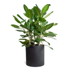 Ficus Benghalensis Audrey - Bengal Fig -Plants Sale Store Ficus benghalensis Audrey Bengal Fig Max Refined Planter Volcano Black STL b8e6696d 4fb6 40ca b2e3 28693472d484