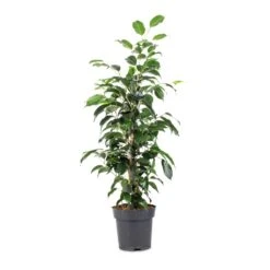 Ficus Benjamina Danielle - Weeping Fig - Branched -Plants Sale Store Ficus benjamina Danielle Weeping Fig Branched 14x55cm