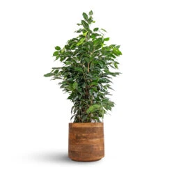 Helle Plant Pot - Natural -Plants Sale Store Ficus benjamina Danielle Weeping Fig Branched 21x90cm Helle Plant Pot Natural 26x25cm