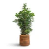 Ficus Benjamina Danielle - Weeping Fig - Branched -Plants Sale Store Ficus benjamina Danielle Weeping Fig Branched 21x90cm Helle Plant Pot Natural 26x25cm 0fa83db4 e0e2 4db2 8940 41534c7ea667