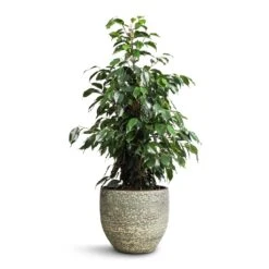 Ficus Benjamina Danielle - Weeping Fig - Branched -Plants Sale Store Ficus benjamina Danielle Weeping Fig Branched 21x90cm Rinca Plant Pot Shiny Green 29x26cm