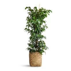 Ficus Benjamina Danielle - Weeping Fig - Branched -Plants Sale Store Ficus benjamina Danielle Weeping Fig Branched 27x130cm Zayn Bamboo Planter 31.5x33cm