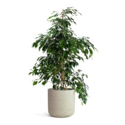 Ficus Benjamina Danielle - Weeping Fig - Branched -Plants Sale Store Ficus benjamina Danielle Weeping Fig Branched Charlie Plant Pot Grey Washed