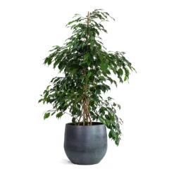 Ficus Benjamina Danielle - Weeping Fig - Branched -Plants Sale Store Ficus benjamina Danielle Weeping Fig Branched Esra Plant Pot Graphite