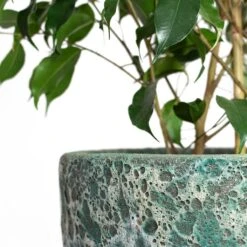 Lava Couple Relic Planter - Jade 23 Lava Couple Relic Planter - Jade -Plants Sale Store Ficus benjamina Danielle Weeping Fig Branched Lava Couple Relic Planter Jade Close Up