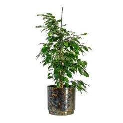 Ficus Benjamina Danielle - Weeping Fig - Branched -Plants Sale Store Ficus benjamina Danielle Weeping Fig Branched Minou Metal Plant Pots Set of 3 Copper Black