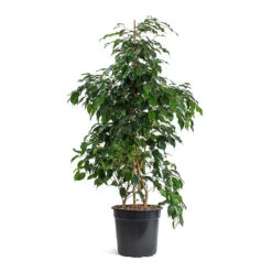 Ficus Benjamina Danielle - Weeping Fig - Branched -Plants Sale Store Ficus benjamina Danielle Weeping Fig Branched New