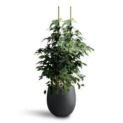 Grigio Balloon Plant Pot - Anthracite Concrete -Plants Sale Store Ficus benjamina Danielle Weeping Fig Hydroculture Grigio Balloon Plant Pot Anthracite Concrete d322f56d a0fc 4254 be65 45be23cf3f0a