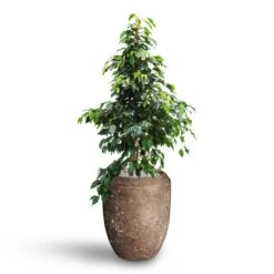 Polystone Coated Plain Coppa Planter - Rock -Plants Sale Store Ficus benjamina Danielle Weeping Fig Hydroculture Polystone Coated Plain Coppa Planter Rock
