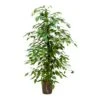 Ficus Benjamina - HydroCare -Plants Sale Store Ficus benjamina Hydro 18 19x120 1