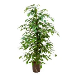 Ficus Benjamina - HydroCare