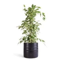 Ficus Benjamina Twilight - Weeping Fig - Branched -Plants Sale Store Ficus benjamina Twilight Weeping Fig Branched 14x55cm Hadleigh Plant Pot Charcoal 17x15cm
