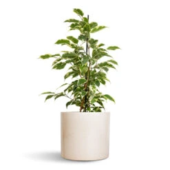 Lazzaro Plant Pot - Linen Effect 12 Lazzaro Plant Pot - Linen Effect -Plants Sale Store Ficus benjamina Twilight Weeping Fig Branched 14x55cm Lazzaro Plant Pot Linen Effect 18x16cm
