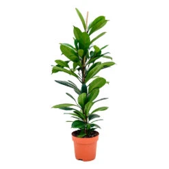 Ficus Cyathistipula - African Fig -Plants Sale Store Ficus cyathistipula African Fig 110cm