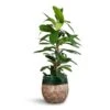 Ficus Cyathistipula - African Fig -Plants Sale Store Ficus cyathistipula African Fig 21x90cm Lindy Plant Pot Black Green 23x20cm 2 bdb76451 8a8a 41e3 9d4a 8d22c652a7c3