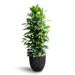 Ficus Cyathistipula - HydroCare -Plants Sale Store Ficus cyathistipula African Fig Bola Artstone Plant Pot Black